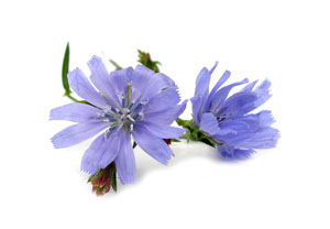 chickory root botanical flower