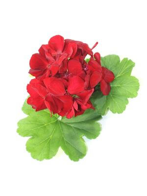 Vibrant red geranium flowers atop fresh green leaves