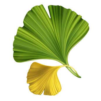 Antioxidant Ginko Biloba Leaves