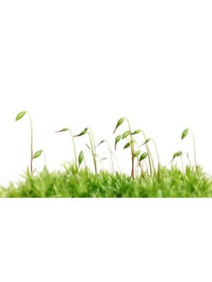 Lush green Irish moss growing in its natural habitat