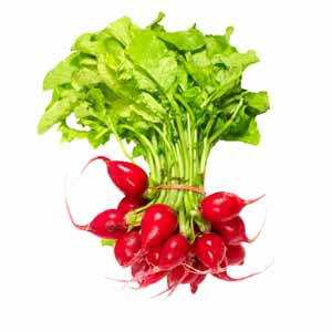 Organic Radish Root