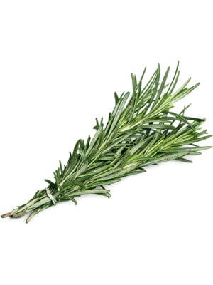 Fresh sprigs of rosemary with slender green leaves