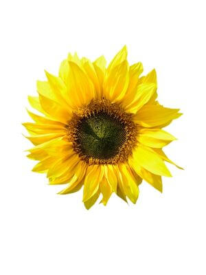 Bright yellow sunflower with a dark green center, and radiating vibrant petals
