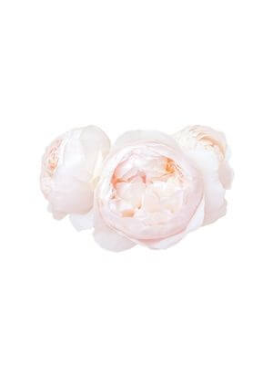Three delicate tea roses with soft pink petals, clustered together
