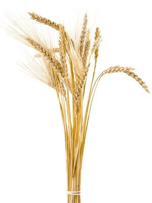 Bunch of golden wheat stalks tied together, showcasing their plump grains and delicate bristles