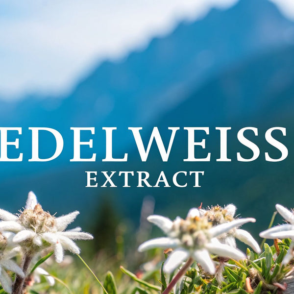 Edelweiss Flower Extract: The Ultimate Guide to Alpine Skincare