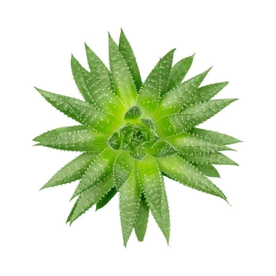 blue aloe vera Aloe 'Blue Elf' main image 1