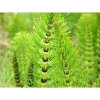 Horsetail