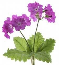 Evening Primrose Oil