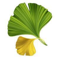 Ginkgo Biloba
