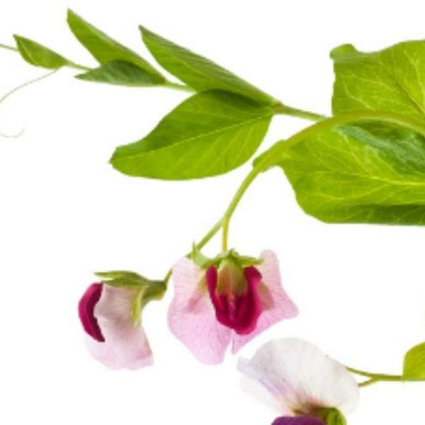 Matrixyl 3000 for Youthful Skin