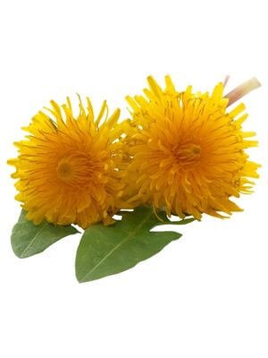 Two Yellow Dandelions