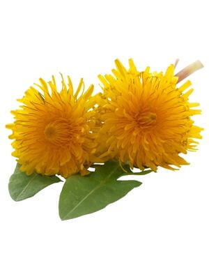 Two Yellow Dandelions