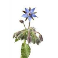 Borage Oil