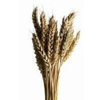 Wheat Protein