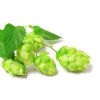 Skin-Calming Hops in Face Care