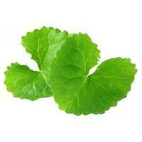 Gotu Kola, Centella Asiatica