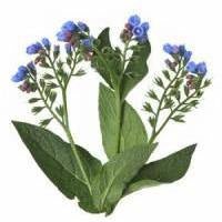 Comfrey Root - Allantoin