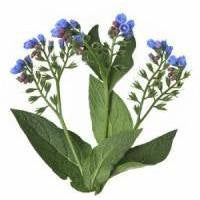 Comfrey Root - Allantoin