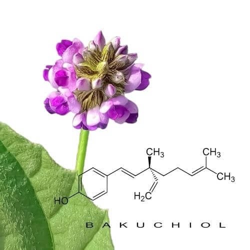 Bakuchiol, The Natural Retinol Alternative - Skin Perfection Natural and Organic Skin Care