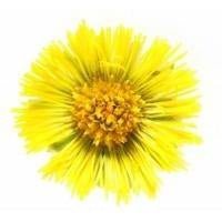 Coltsfoot Botanical