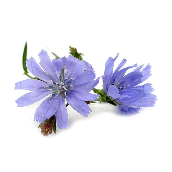 Chicory Root