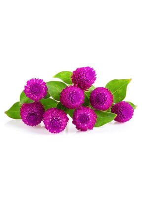Vibrant purple amaranth flowers with lush green leaves, arranged in a cluster