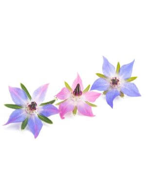 Vibrant borage flowers in shades of pink and blue with distinct star-shaped petals