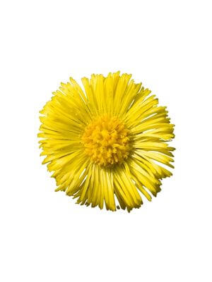 Bright yellow coltsfoot flower in full bloom
