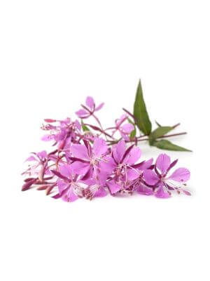 Cluster of delicate pink fireweed blossoms with a trifecta of green foliage