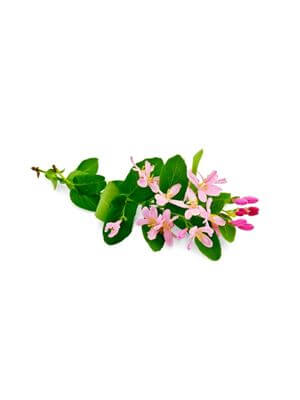 Branch of honeysuckle with pink blossoms and green leaves