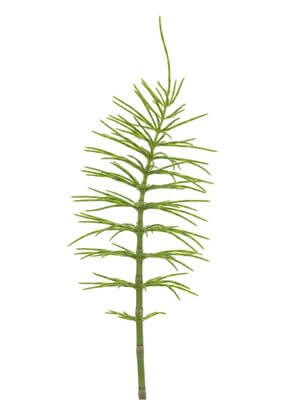 Tall, slender horsetail plant with green segmented branches