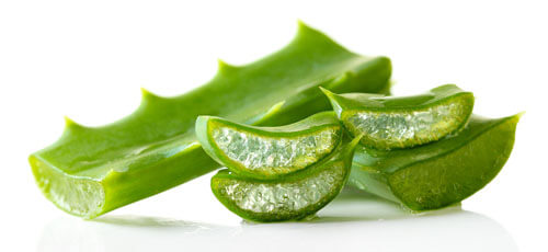 Green organic aloe vera juice leaves