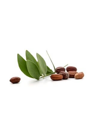 Jojoba leaves with scattered brown jojoba seeds beside them