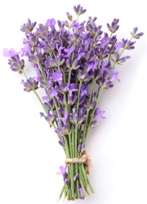 Skin Rejuvenating Lavender