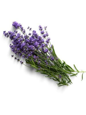 Bunch of fresh lavender flowers with deep green stems