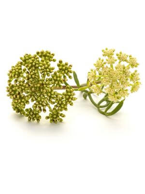 Clusters of green and blooming sea fennel with delicate yellow flowers