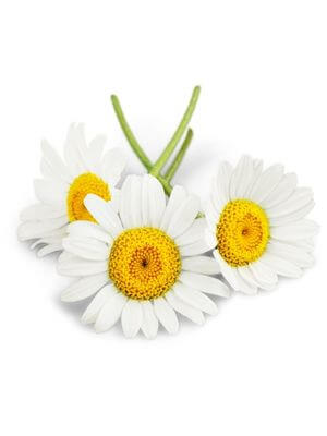 Three fresh white daisies gracefully arranged with vibrant yellow centers and green stems