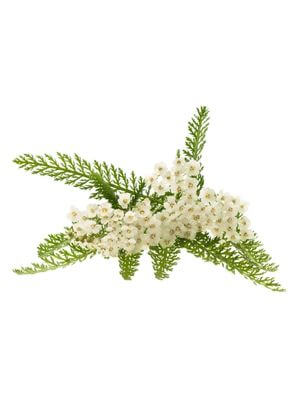 Delicate white yarrow blossoms juxtaposed with intricate feathery green foliage